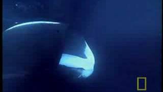 NG Bowhead Whales [upl. by Aira426]