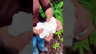 Extracting natural rubber from the rubber tree [upl. by Charil245]