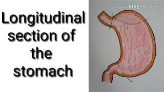 Easy Way To Draw Longitudinal Section Of The StomachHow To Draw Longitudinal Section Of The Stomach [upl. by Ailemac]