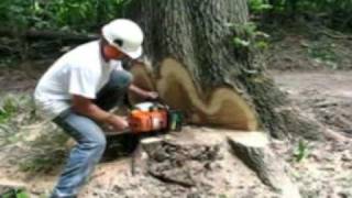 Cutting Out the Center Of A Large Tree [upl. by Aleira]