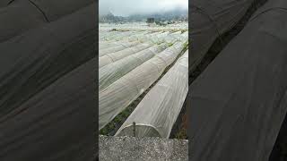 Vegetables and Strawberry Farm La Trinidad Benguet vegetables strawberry farmerslife garden [upl. by Kcirrad652]