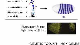 The Hox Genes [upl. by Lisandra]