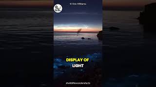 Glowing Water Of The Beach bio luminescence effect [upl. by Emanuele]