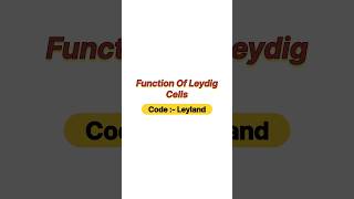 Function of Leydig cells [upl. by Nimajnab]