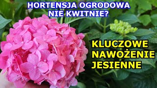 HORTENSJA OGRODOWA Nie Kwitnie Kluczowe Nawożenie Jesienne Przycinanie Zimowanie Uprawa Hortensji [upl. by Alehtse]