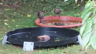 Stare und Sperlinge beim Wasserbad und Sandbad [upl. by Junette]