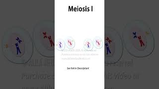 Meiosis Animation science medical cellcycle cellbiology meiosis celldivision recombination [upl. by Iman]