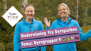 Undervisning fra Dyreparken Dyregrupper🐮🐍🐸🐓🐜 [upl. by Onateyac]