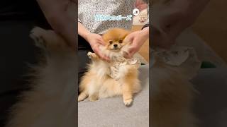 カワイイ招き犬｜PECO ポメラニアン 犬 愛犬家 ポメラニアン大好き pomeranian dog doglover pomeranianlover [upl. by Kirstyn770]