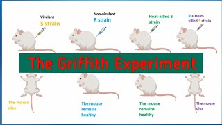 The Griffith Experiment  Griffith transformation experiment  module 1b [upl. by Whitten]