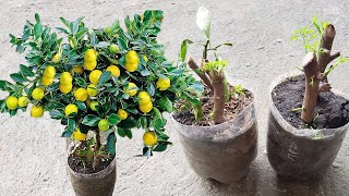 Cómo Propagar Esquejes de Planta de Limón  Reproduce Limonero en Maceta por Medio de Esquejes [upl. by Junieta]