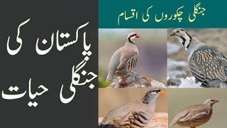 Wild Chakors of Pakistan  Chukar  Himalayan Snowcock  See See Partridge  Wildlife of Pakistan [upl. by Akinehc]