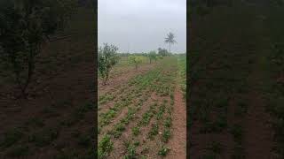 Agriculture Forming In my village Paddy And Mosambi viewsviralvideosubsubscribersgrow [upl. by Asyle]