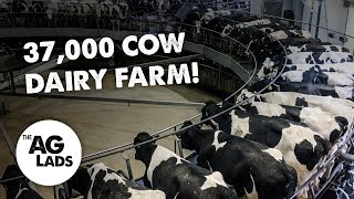 Huge scale dairy farming at Fair Oaks Farms [upl. by Rosel]