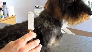 PELUQUERIA CANINA DEL TECKEL  DACHSHUND DE PELO DURO [upl. by Enneicul545]