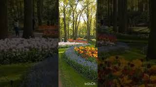 Keukenhof nederland [upl. by Nahtanoy]