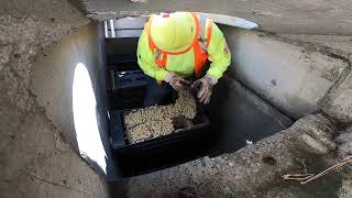 Modular Wetlands Linear Stormwater Bioretention System Maintenance Demonstration [upl. by Delsman]