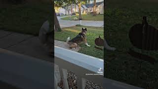 Great Pyrenees vs Akita ● Pyrenees calmly walks passed a watchful Akita ● Wellbehaved dogs [upl. by Oecam223]