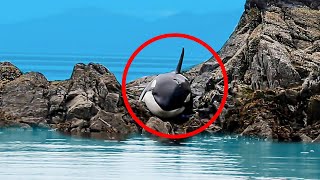 Orca Got Stuck and Cried for Hours When Rescuers Arrived Something Incredible Happens [upl. by Hedvige]