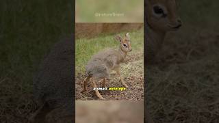 Dik Dik  Tiny Marvels of the Savanna [upl. by Halimak]