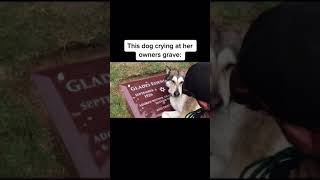 Dog Crying At Owners Grave😢💔 [upl. by Mad]