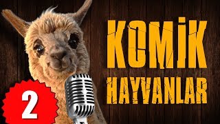 Pisi TV Komik Hayvanlar 2  Bu Hayvanlar Konuşuyor [upl. by Siramay]