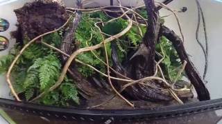 Terrarium  vivarium setup [upl. by Nomzaj]