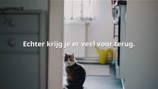 Kattenbak schoonmaken Hoe vaak moet ik de kattenbak verversen [upl. by Itsirc588]