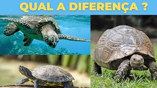 Qual a diferença entre o Jabuti Cágado e a Tartaruga  🐢 [upl. by Nnaoj854]