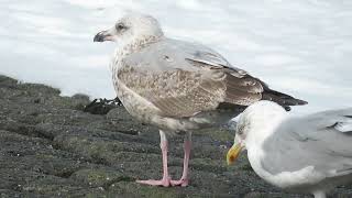 Herring Gull Larus argentatus Zilvermeeuw Maasvlakte ZH the Netherlands 13 Oct 2024 67 [upl. by Cosetta]