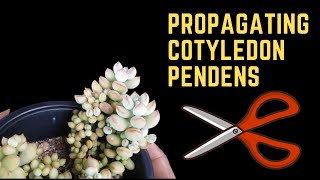 PROPAGATING COTYLEDON PENDENS [upl. by Lothair]