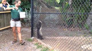 Honey Badger feeding at the Naples Zoo [upl. by Baniaz]