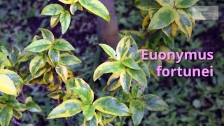 Euonymus fortunei Growing Guide Winter Creeper by GardenersHQ [upl. by Ecnahs]