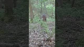 Early morning roe deer browsing nature woods wildlife deer [upl. by Tam369]