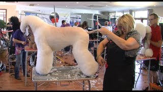 GROOMING CHAMPIONSHIP  CAMPEONATO INT PELUQUERÍA CANINA [upl. by Box441]