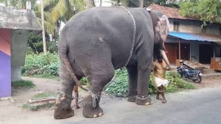 Putting steel chains to control elephant in Kerala [upl. by Lepp]