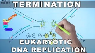 DNA Replication in Eukaryotes  Termination [upl. by Sapowith]