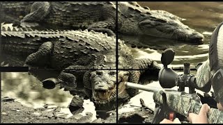 Alligator vs Crocodile [upl. by Ambros]