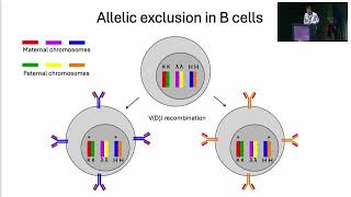 AIRRC7  Immunoglobulin heavychain constant gene polymorphisms in multiple sclerosis A Lossius [upl. by Quin24]