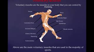 Year 8  Sports Science  Muscles  Antagonistic Pairs [upl. by Mihe542]