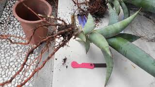 sansevieria rare repotting plants [upl. by Nauq]