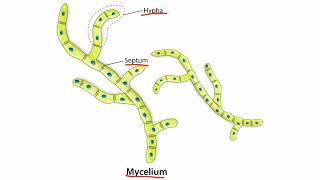 Introduction to Fungi for the USMLE Step 1 [upl. by Pomfret]