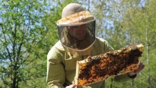 In springtime a beekeeper shares his secrets [upl. by Galven674]