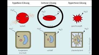 Biomembranen Zellbiologie Vorlesung 5  english subtitles [upl. by Baal526]