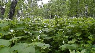 Thimbleberry Grove along Sofa Mountain Trail Waterton [upl. by Asor]