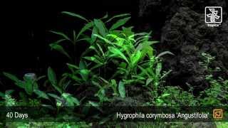 Hygrophila costata Angustifolia [upl. by Castro797]