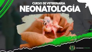 NEONATOLOGÍA EN LA VETERINARIA  CLASE 03 [upl. by Weld]