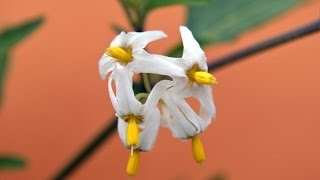 TOMATITO DEL DIABLO o HIERBA MORA Solanum nigrum PLANTAS MEDICINALES [upl. by Trust]