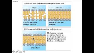 Chapter 8 Membrane Structure and Function Part 1 [upl. by Anneiv]