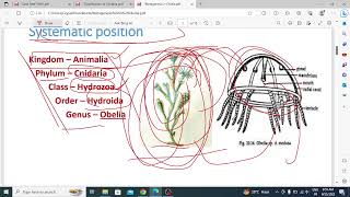 Metagenesis in obelia [upl. by Peale]